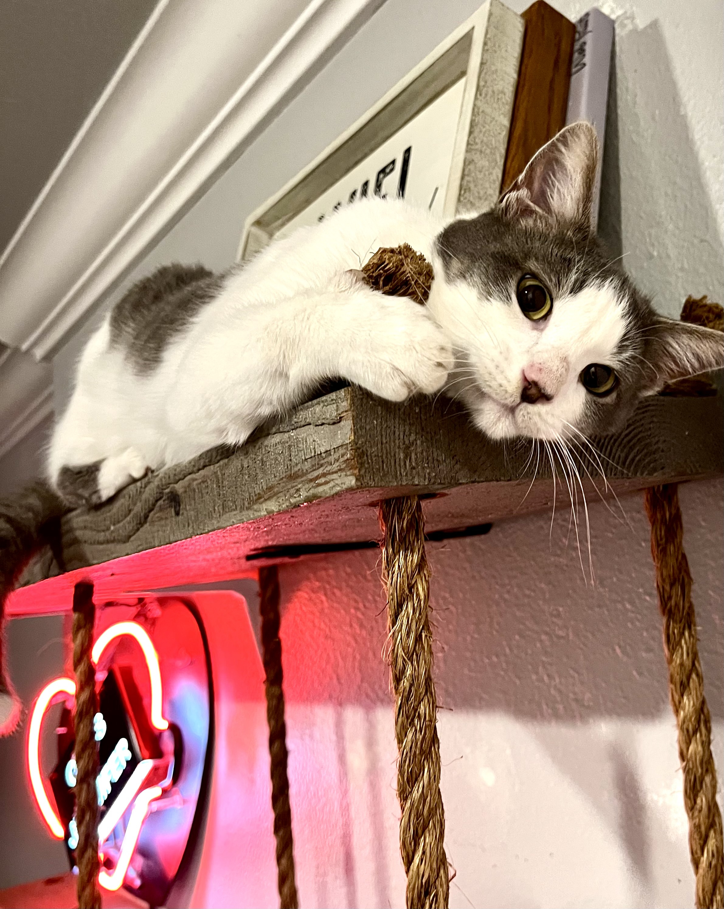 Milo, a Adoptable Domestic Short Hair in Garden Grove, CA image 6/6