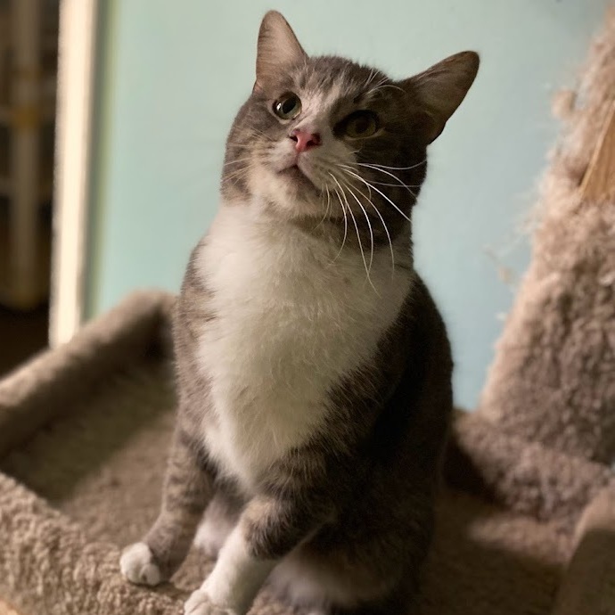 Monte, Adoptable, Adult Male Domestic Short Hair.