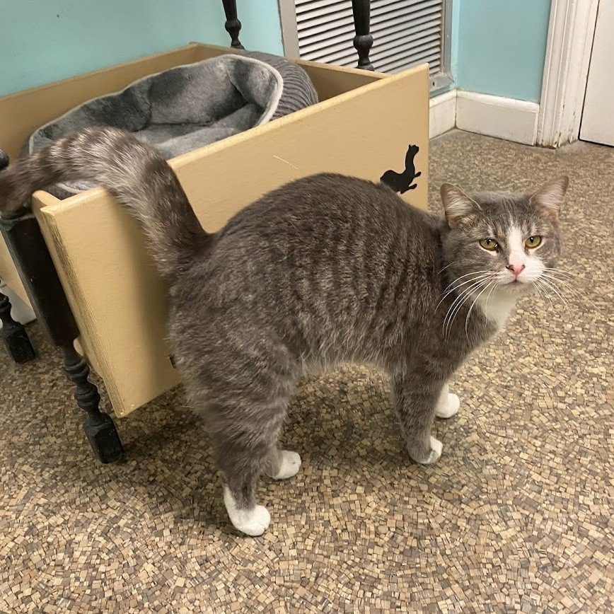 Enlarge Monte, a Adoptable Domestic Short Hair image 2/10