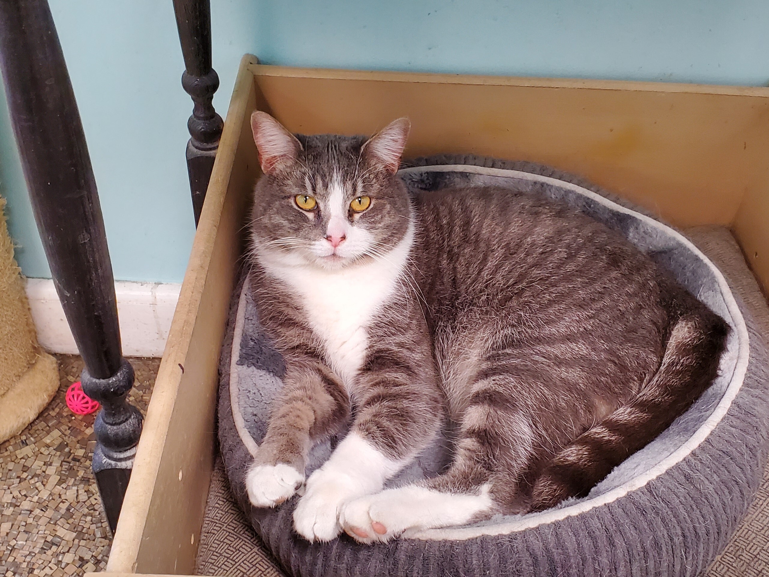 Enlarge Monte, a Adoptable Domestic Short Hair image 3/10