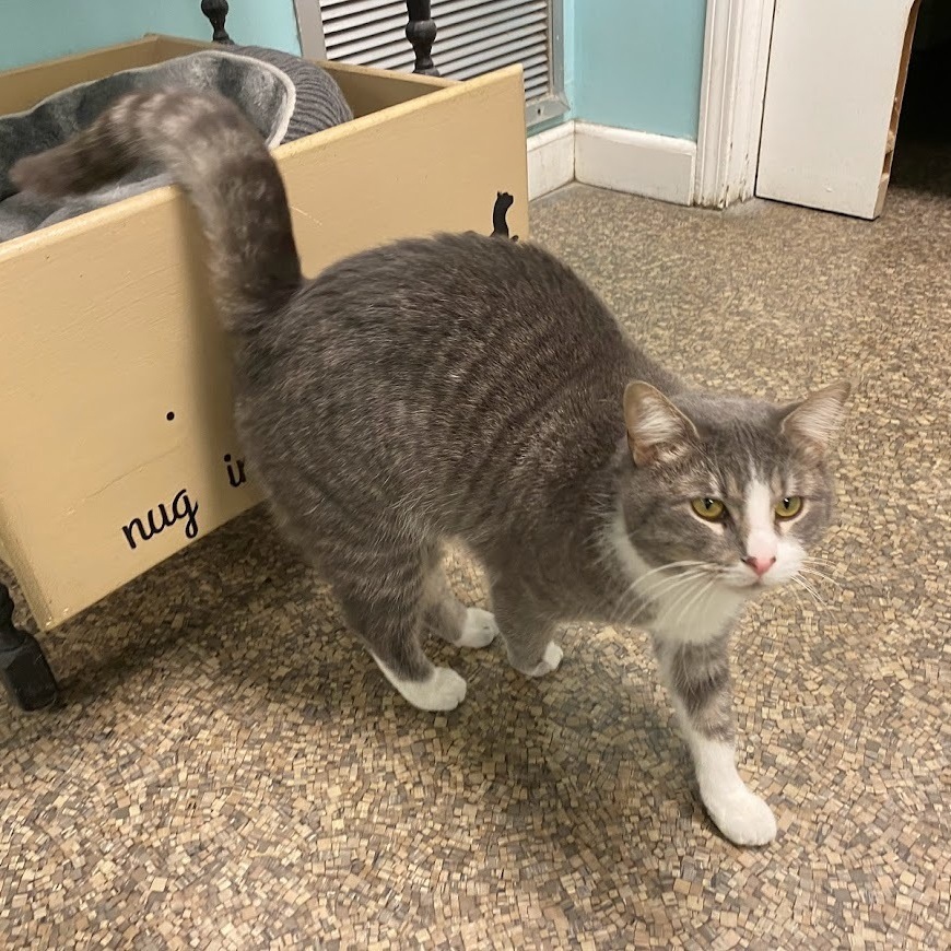 Enlarge Monte, a Adoptable Domestic Short Hair image 4/10