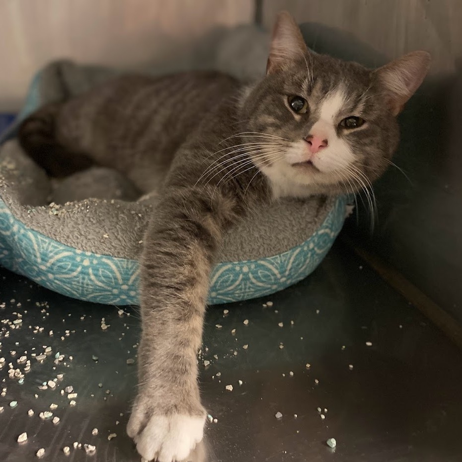 Enlarge Monte, a Adoptable Domestic Short Hair image 5/10