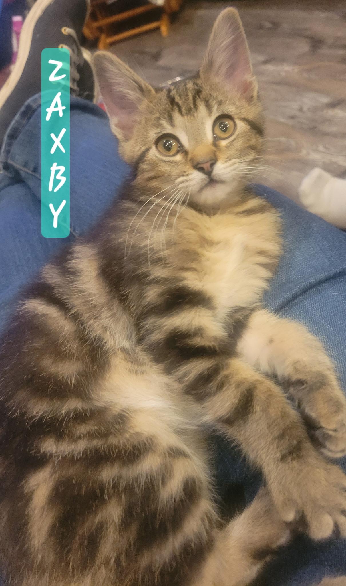 Enlarge Zaxby, an adopted Domestic Short Hair in Greenwood, IN image 2/2