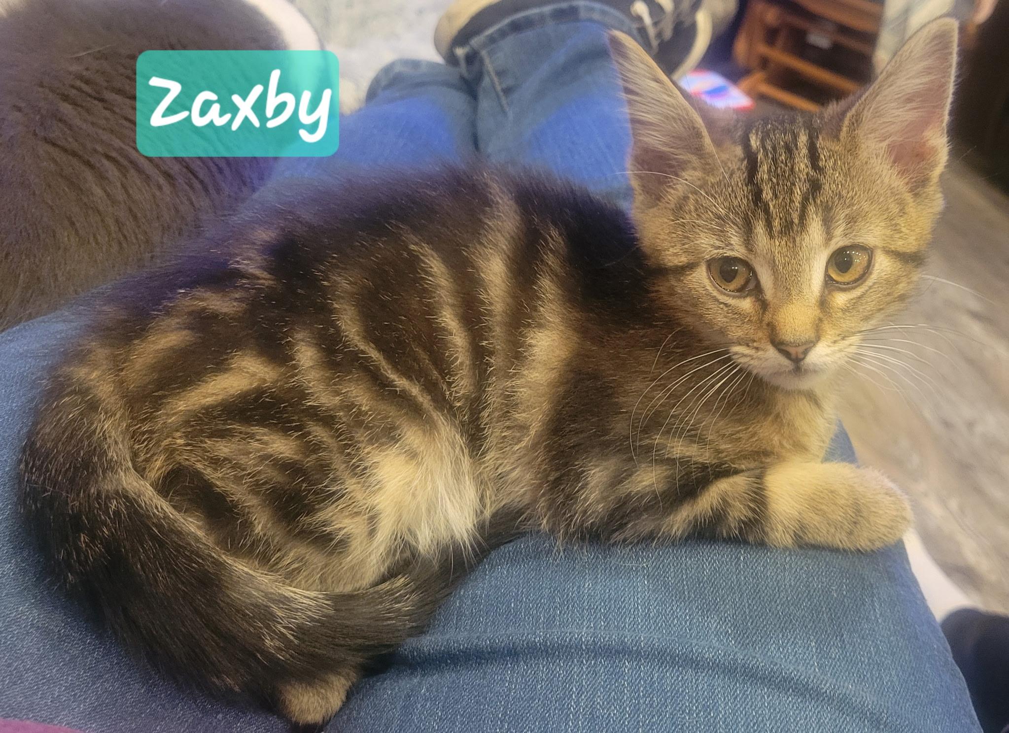 Enlarge Zaxby, an adopted Domestic Short Hair in Greenwood, IN image 1/2