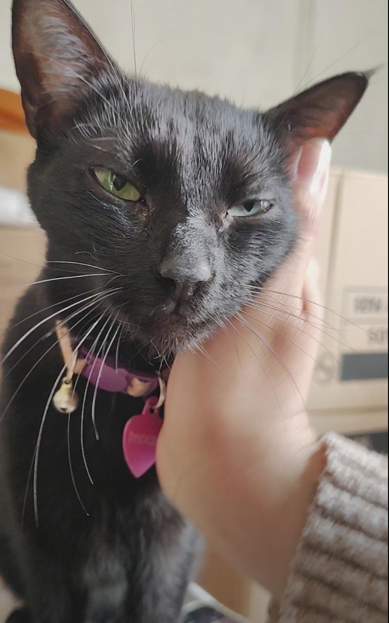 Enlarge Phoebe, a Adopted Domestic Short Hair in Long Beach, CA image 2/2