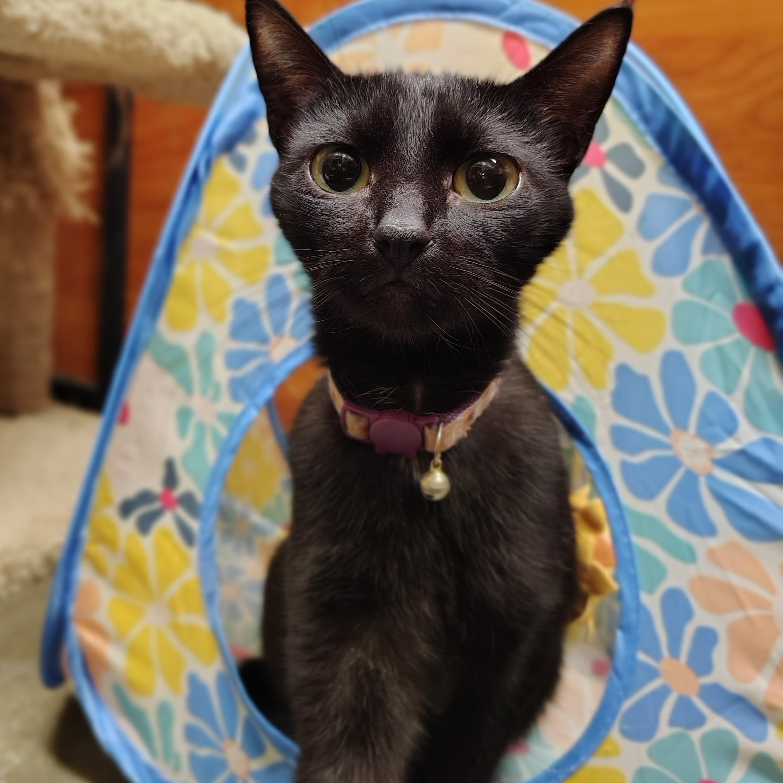 Enlarge Phoebe, a Adopted Domestic Short Hair in Long Beach, CA image 1/2