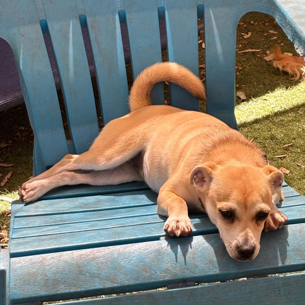 Betsie, Adoptable, Puppy Female Chihuahua.