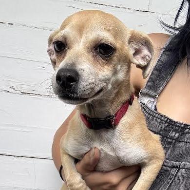 Enlarge Betsie, a Adoptable Chihuahua in Sonoma, CA image 2/6