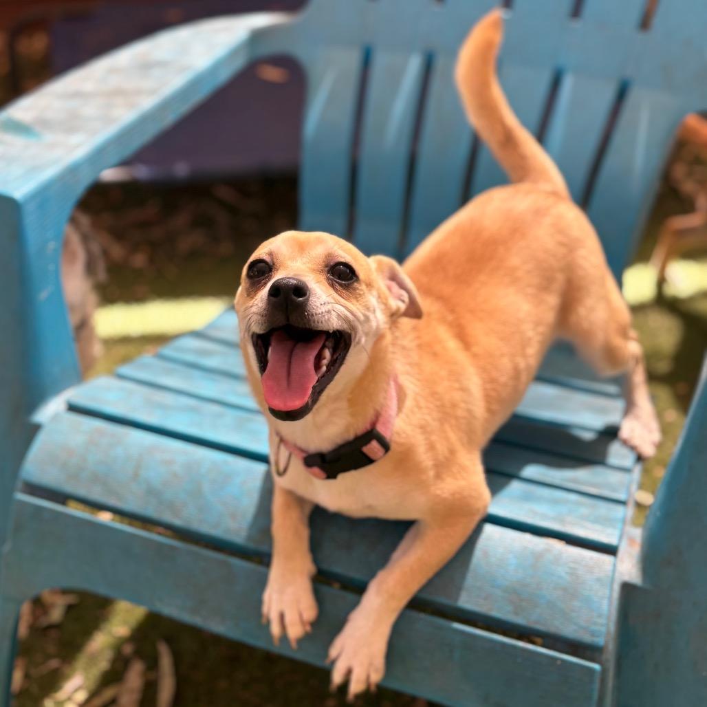 Enlarge Betsie, a Adoptable Chihuahua in Sonoma, CA image 4/6
