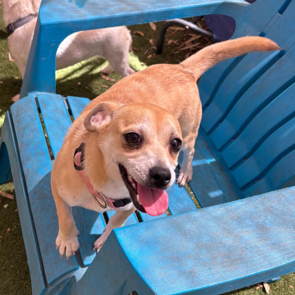 Enlarge Betsie, a Adoptable Chihuahua in Sonoma, CA image 5/6