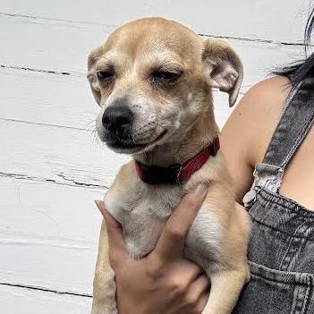 Enlarge Betsie, a Adoptable Chihuahua in Sonoma, CA image 6/6