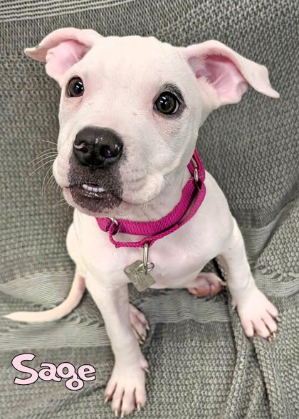 Sage (in foster), Adoptable, Puppy Female Pit Bull Terrier & Mixed Breed.