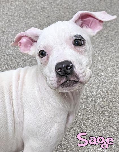 Enlarge Sage (in foster), a Adoptable mixed breed in Mason, MI image 2/3