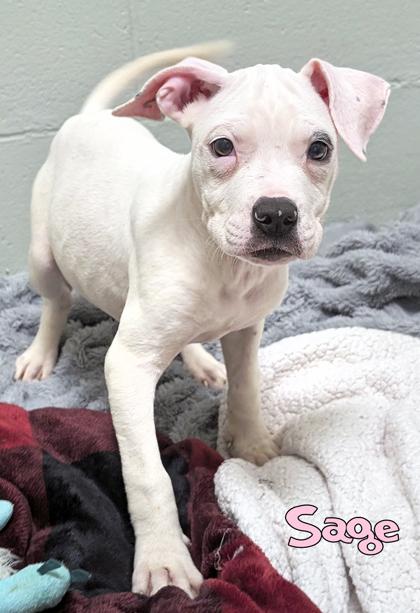 Enlarge Sage (in foster), a Adoptable mixed breed in Mason, MI image 3/3