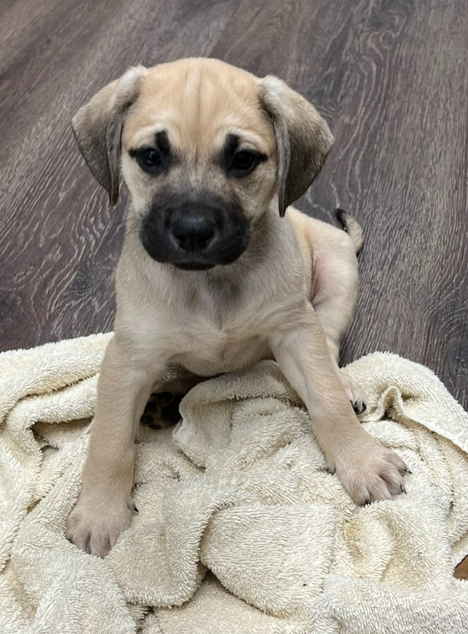 Wynonna (Winnie), Adopted, Puppy Female Bullmastiff & Labrador Retriever.