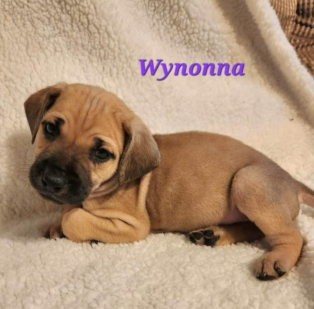 Wynonna (Winnie), a Adopted mixed breed in Cedar Hill, TX image 2/4