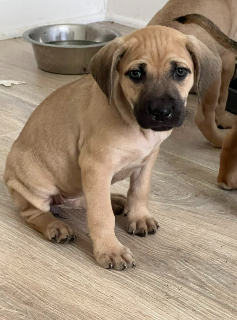 Wynonna (Winnie), a Adopted mixed breed in Cedar Hill, TX image 3/4