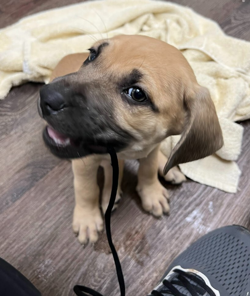 Wynonna (Winnie), a Adopted mixed breed in Cedar Hill, TX image 4/4