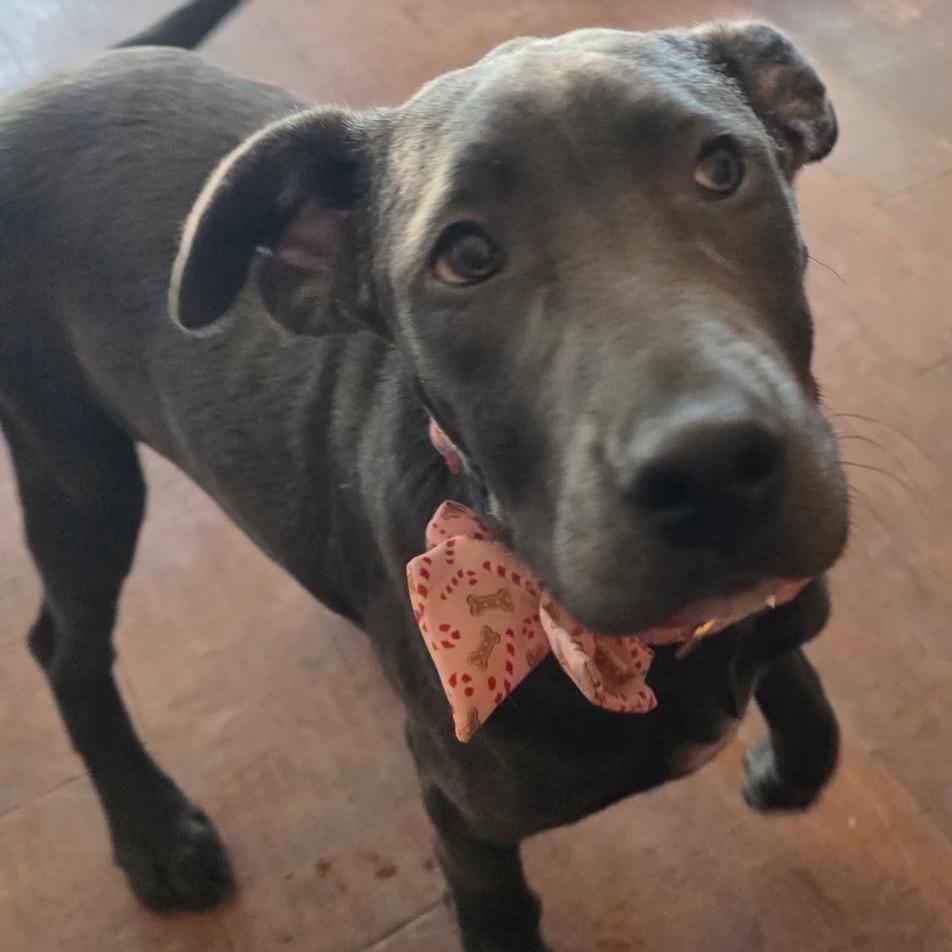Enlarge Martina McBride, a Adoptable mixed breed in Klamath Falls, OR image 1/1