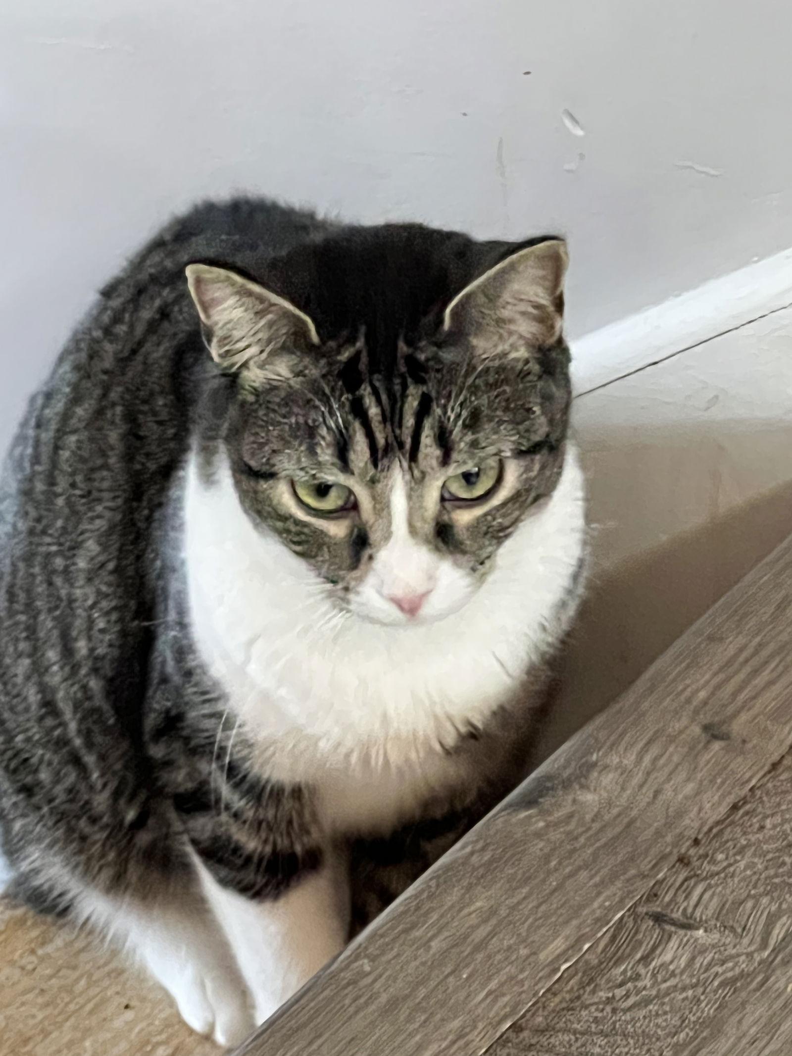 Brody, Adoptable, Young Male Domestic Short Hair.