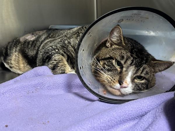 Timmy, Adoptable, Adult Male Domestic Short Hair.