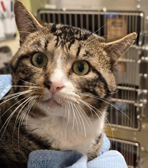 Timmy, a Adoptable mixed breed in Vancouver, WA image 2/4