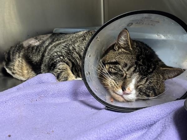 Timmy, a Adoptable mixed breed in Vancouver, WA image 3/4