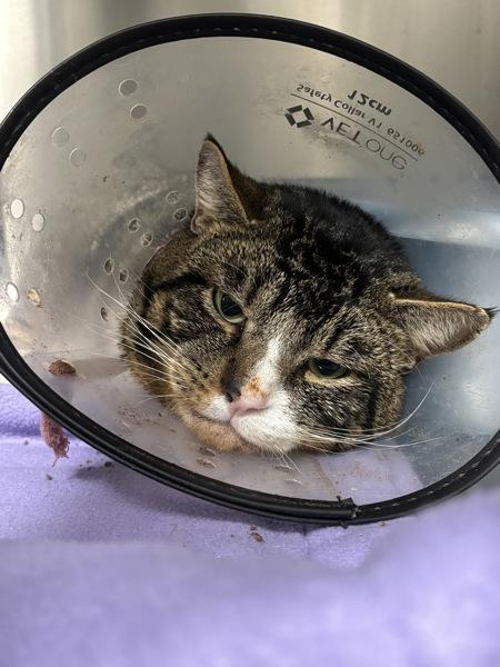 Timmy, a Adoptable mixed breed in Vancouver, WA image 4/4