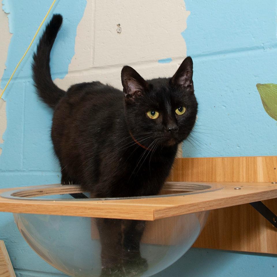 Enlarge Nora, a Adoptable Domestic Short Hair in Troy, OH image 1/3