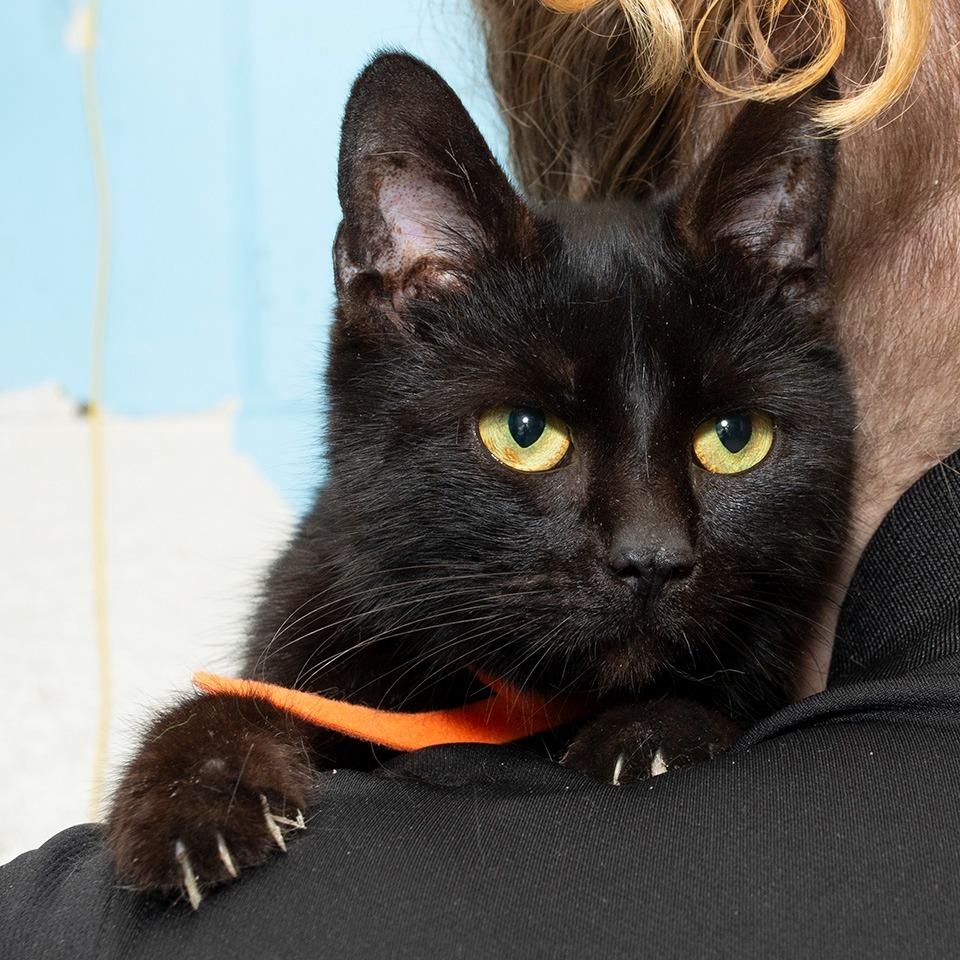 Enlarge Nora, a Adoptable Domestic Short Hair in Troy, OH image 2/3