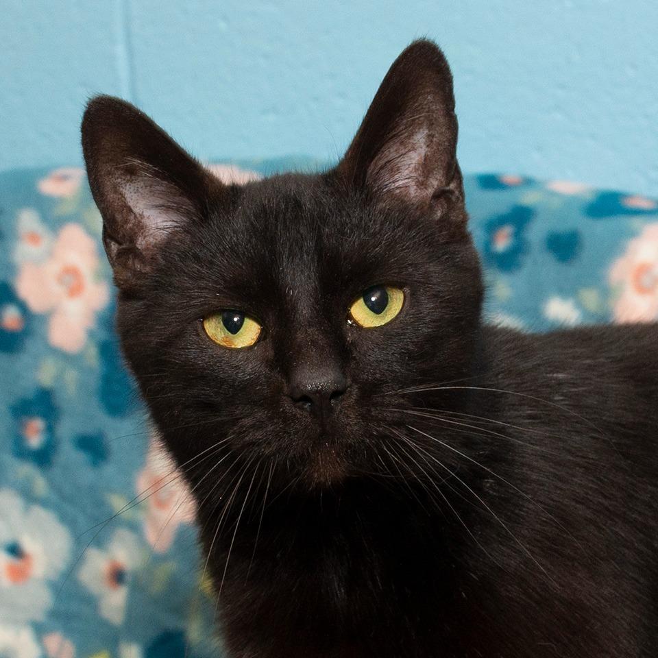 Enlarge Nora, a Adoptable Domestic Short Hair in Troy, OH image 3/3