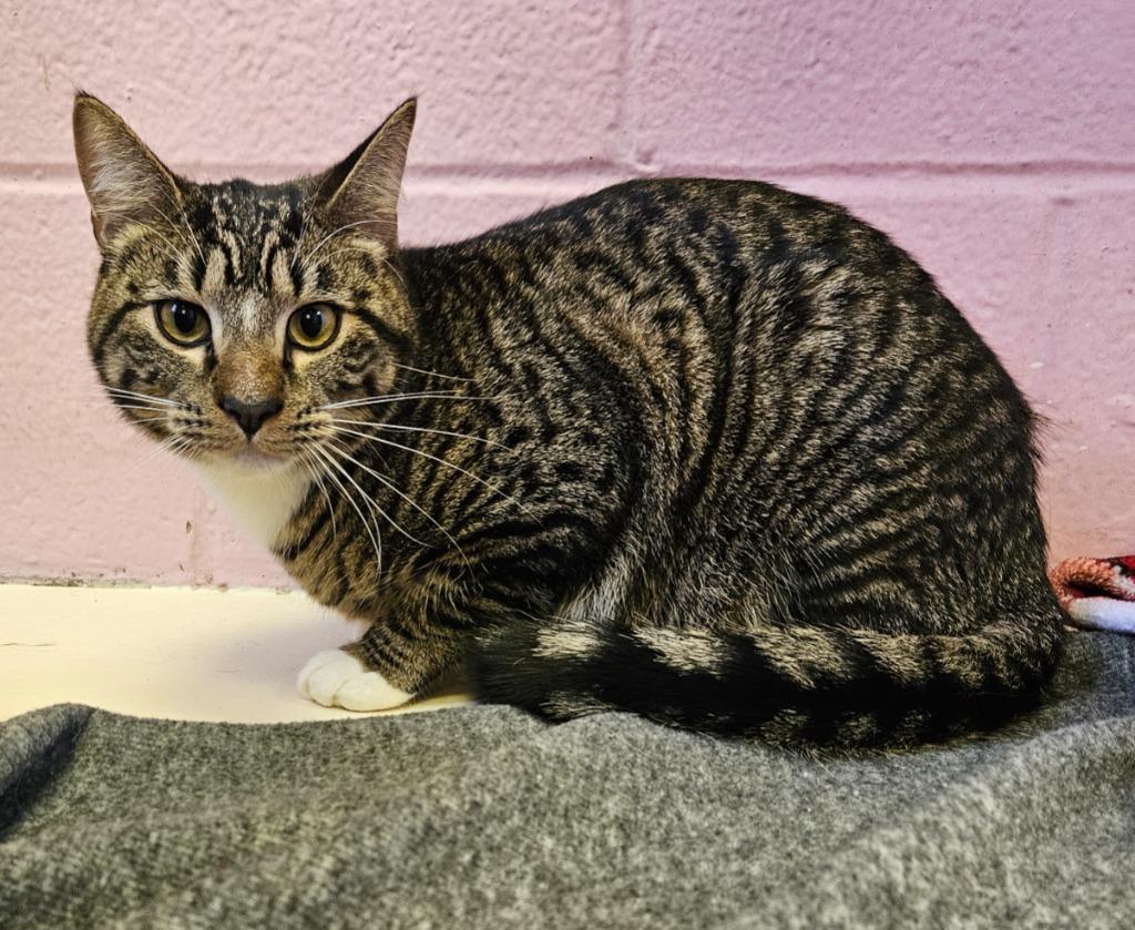 Tiger, Adoptable, Kitten Male Domestic Short Hair.