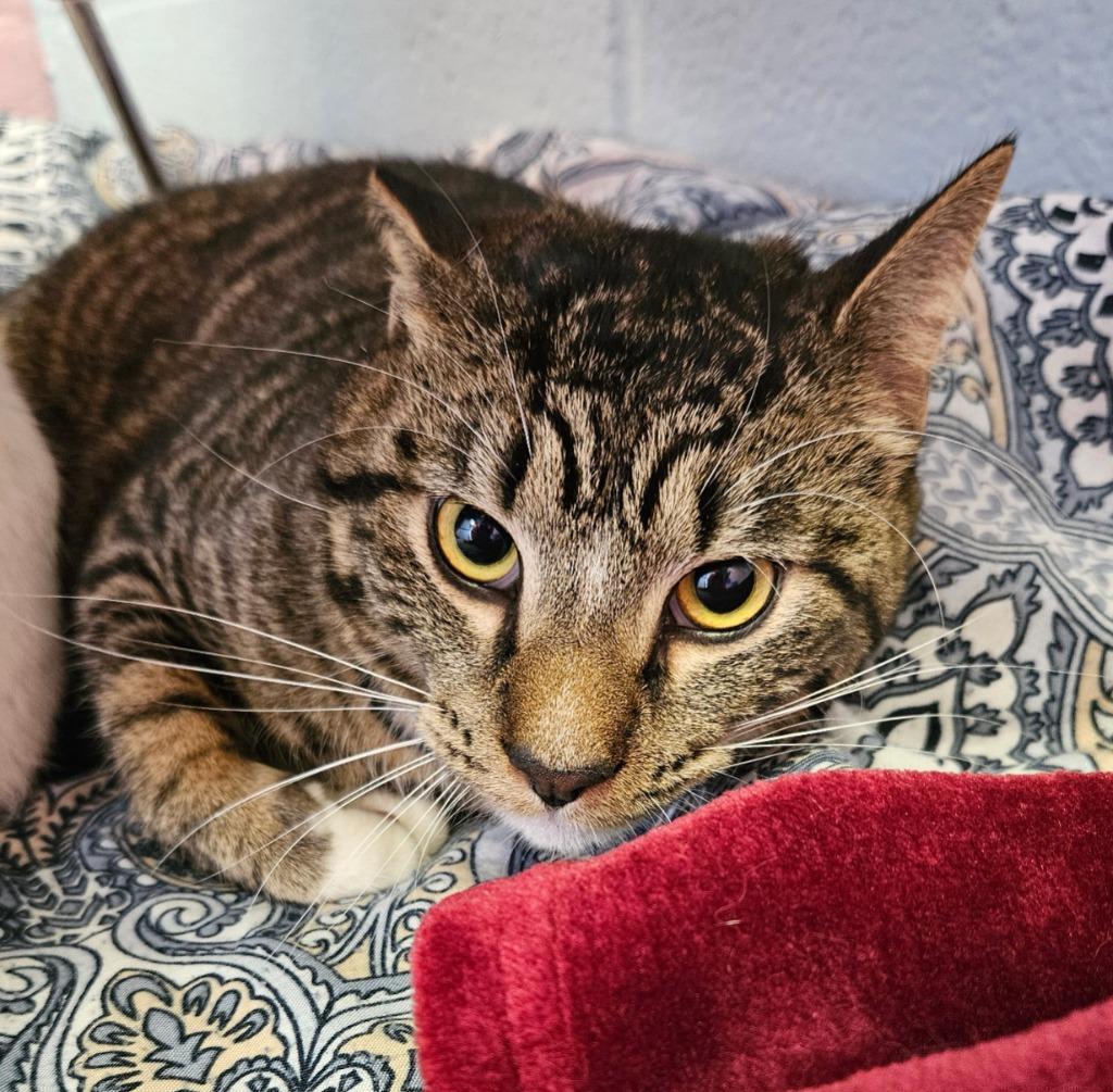 Tiger, a Adoptable mixed breed in Sherwood, AR image 2/2