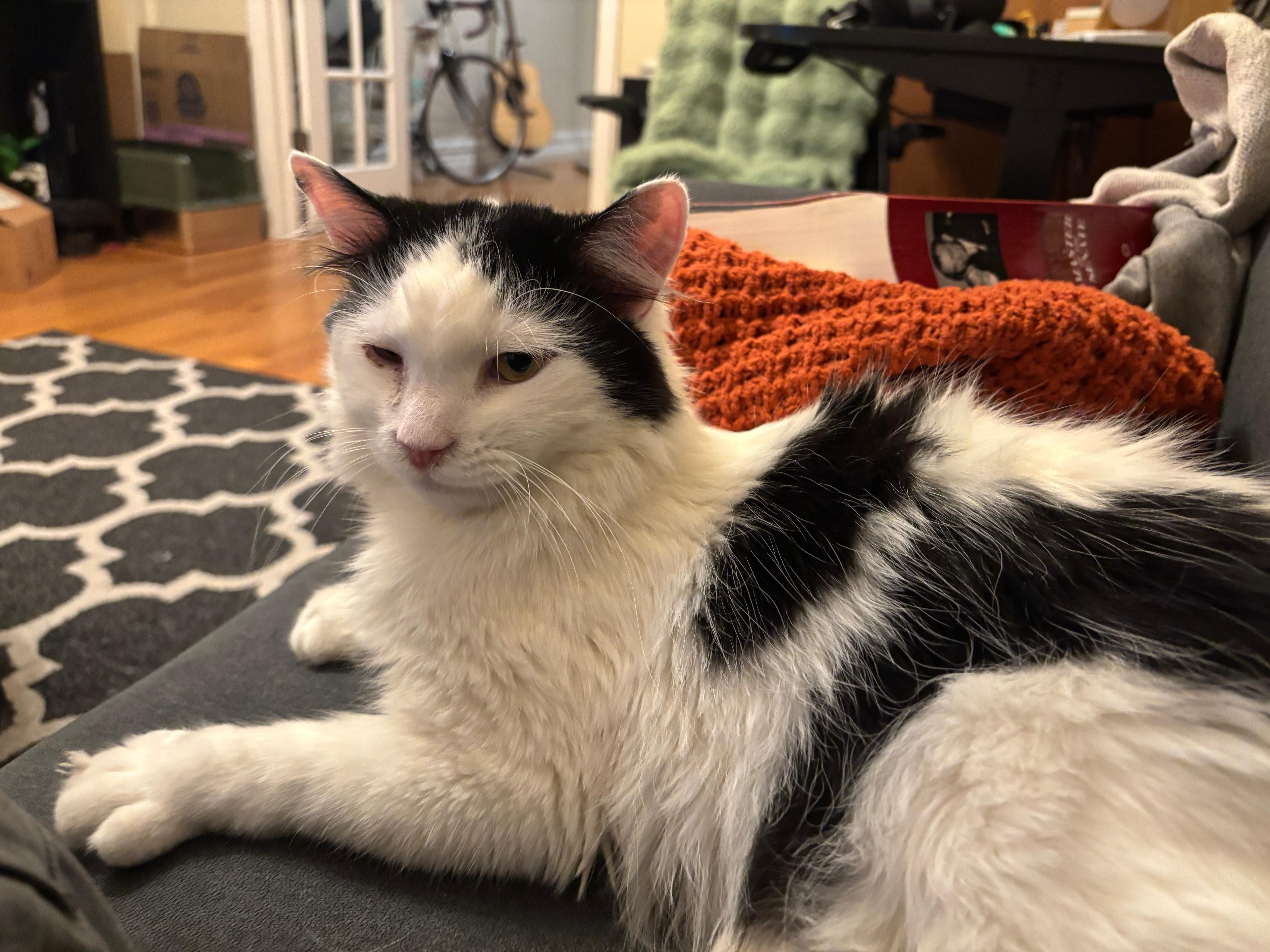 Enlarge Yang, a ADOPTABLE Domestic Medium Hair in New York, NY image 1/6