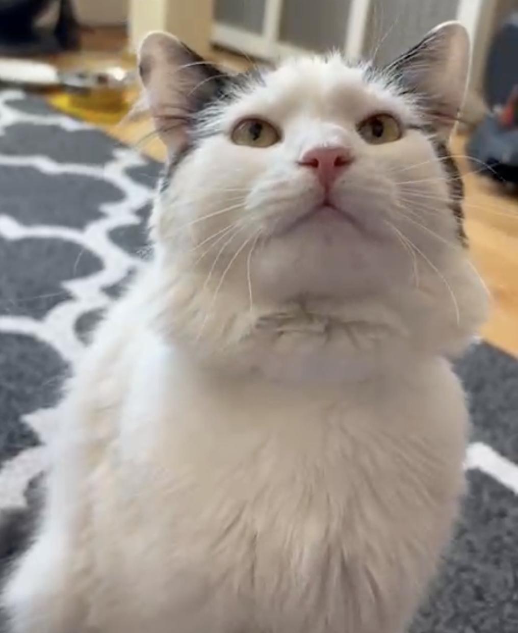 Enlarge Yang, a ADOPTABLE Domestic Medium Hair in New York, NY image 6/6