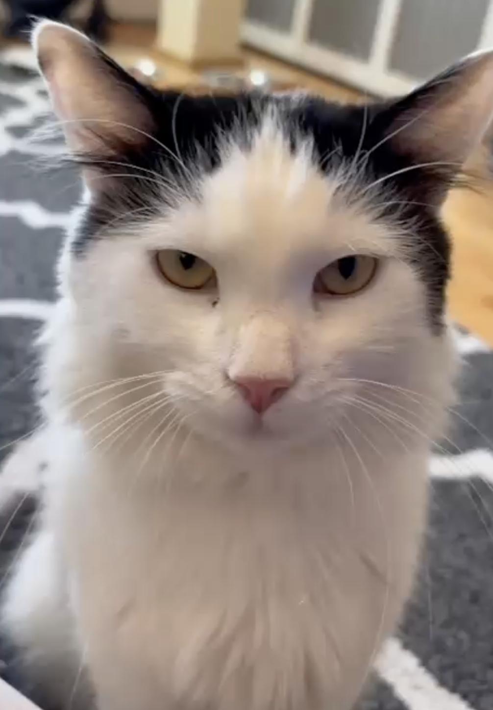 Enlarge Yang, a ADOPTABLE Domestic Medium Hair in New York, NY image 5/6