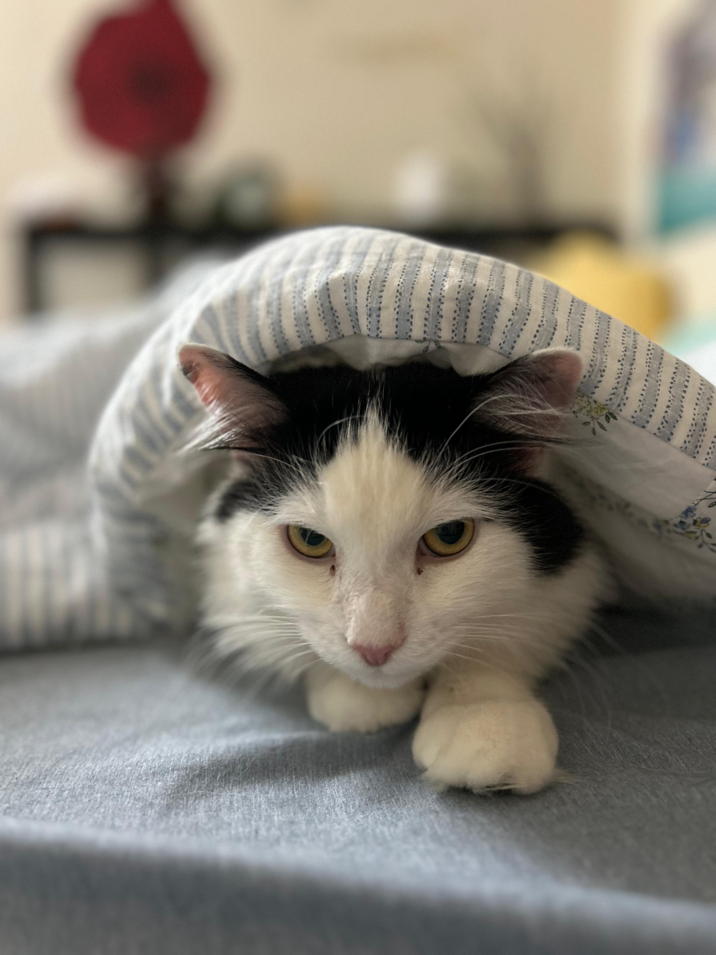 Enlarge Yang, a ADOPTABLE Domestic Medium Hair in New York, NY image 4/6