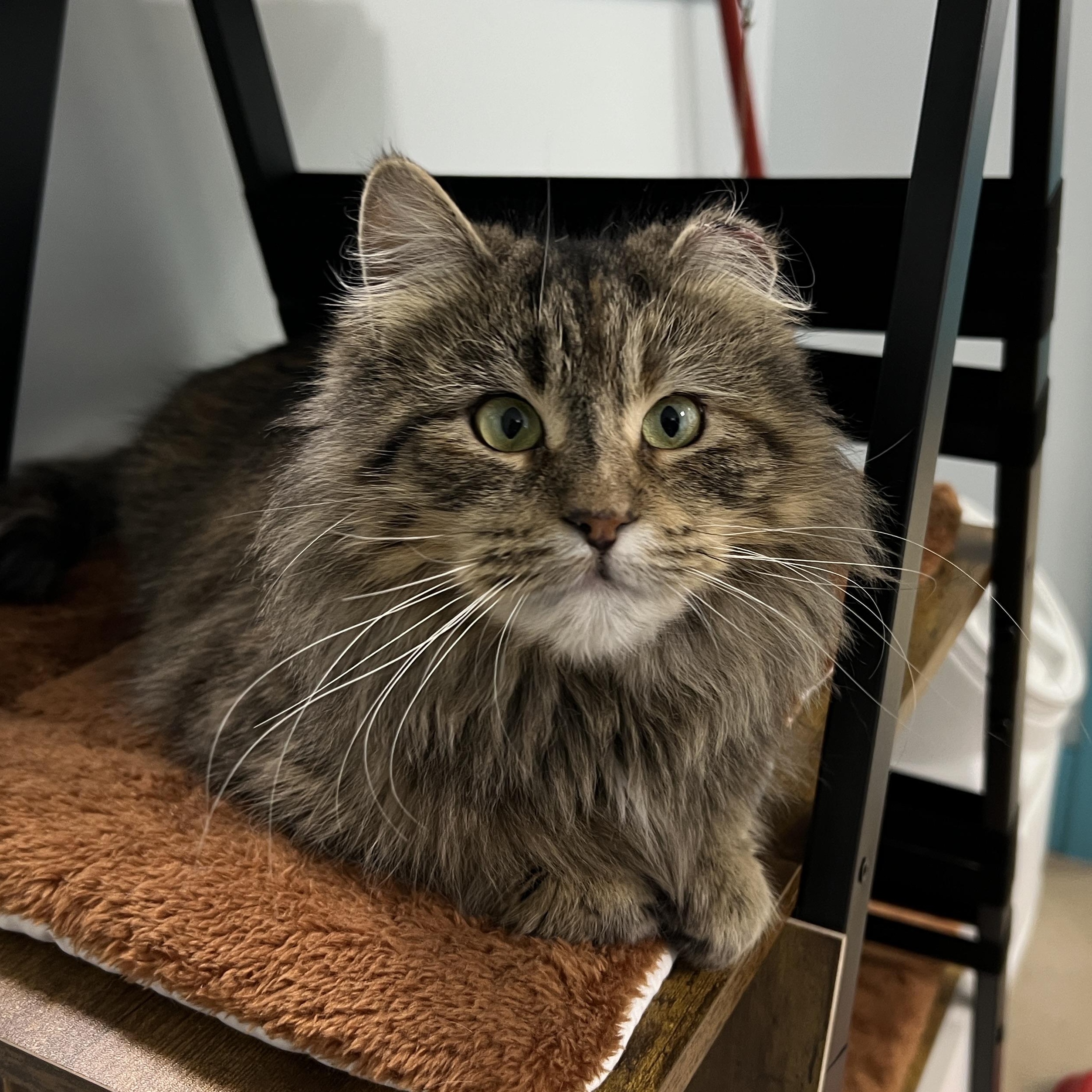 Bailey, adoptable, Adult Female Torbie.