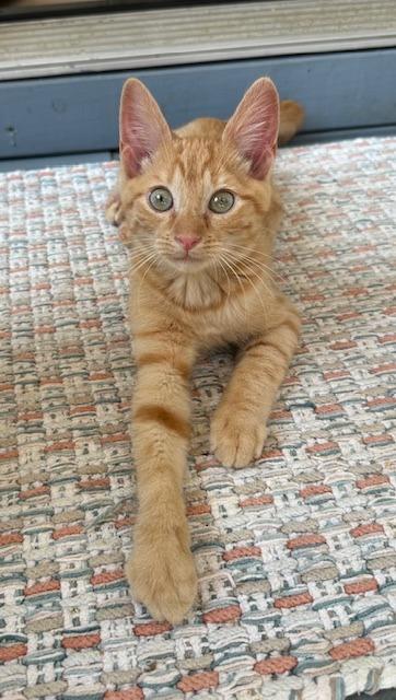 Parton, Adopted, Young Male Tabby.