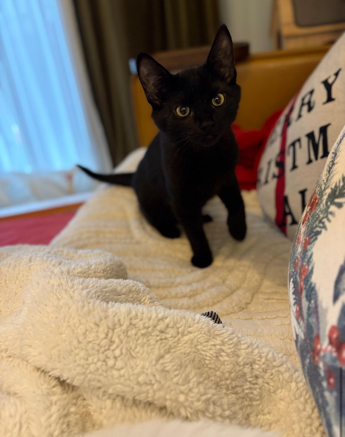 Enlarge Candy, a ADOPTABLE Domestic Short Hair in Vancouver, BC image 4/4