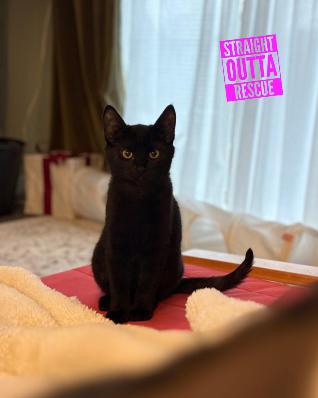 Enlarge Candy, a ADOPTABLE Domestic Short Hair in Vancouver, BC image 1/4