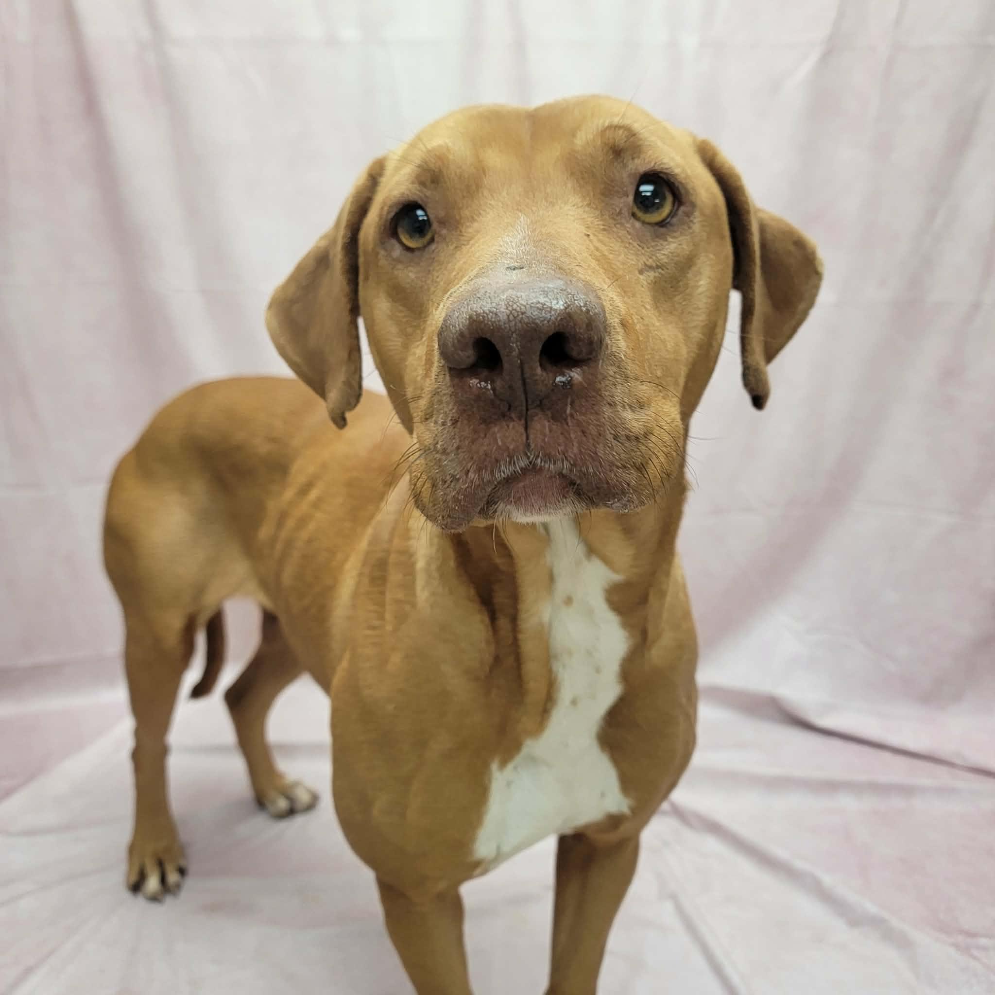 Andi, ADOPTABLE, Adult Female Pit Bull Terrier & Mixed Breed.