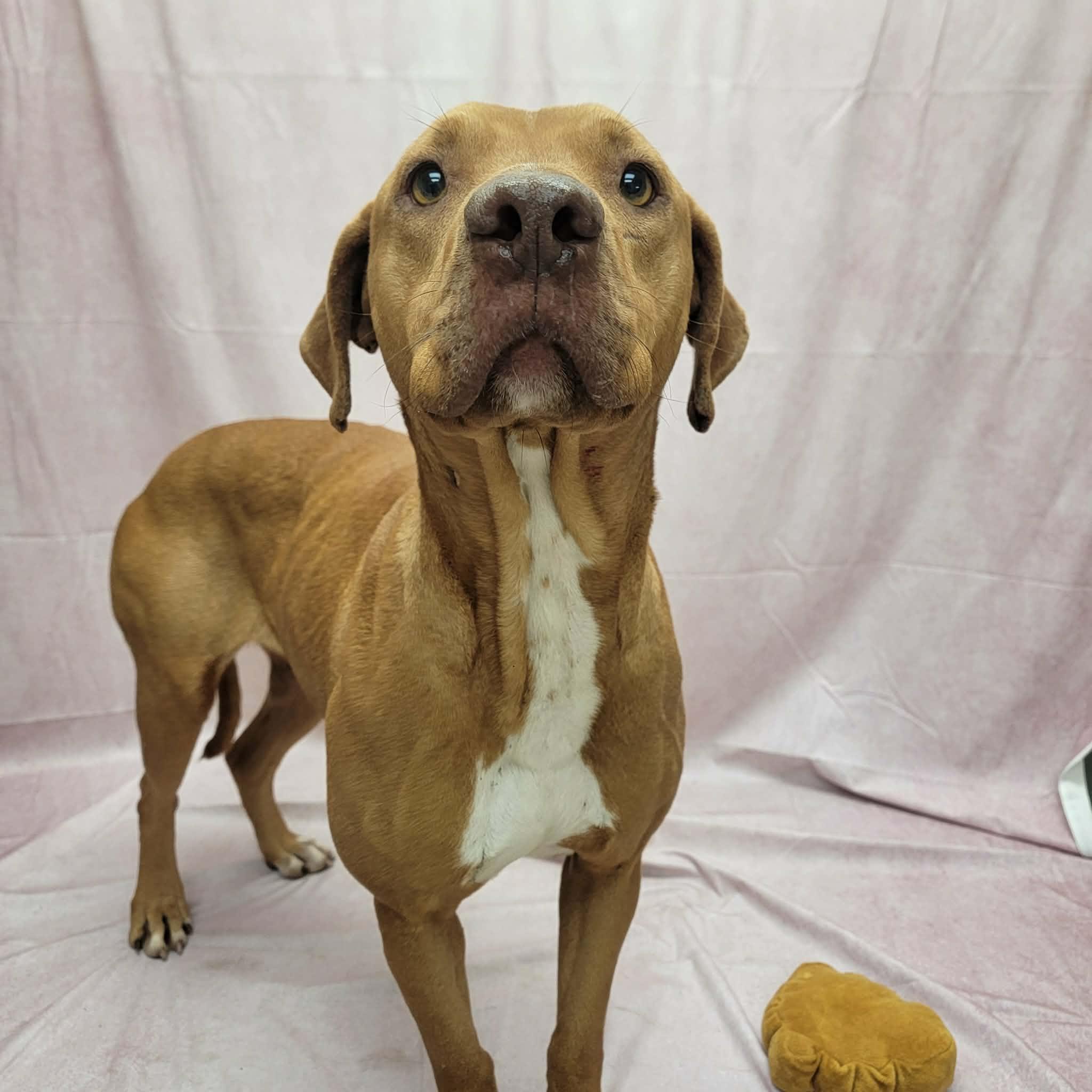 Andi, a ADOPTABLE mixed breed in Statesboro, GA image 2/3