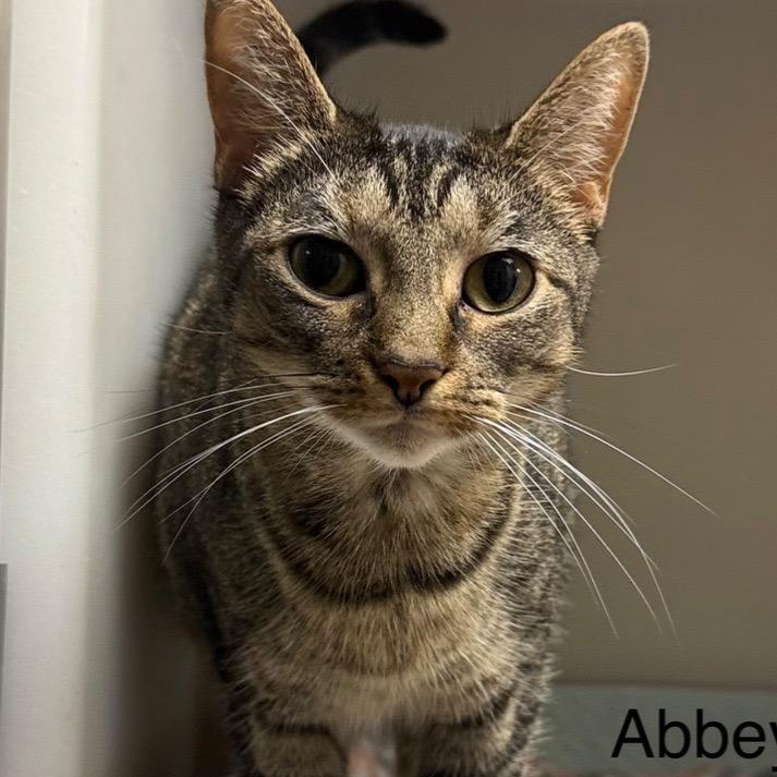 Enlarge Abbey, a Adoptable mixed breed in Caryville, TN image 2/2