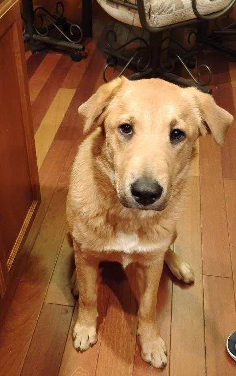 Princess Peach, Adoptable, Young Female Yellow Labrador Retriever & Australian Shepherd.