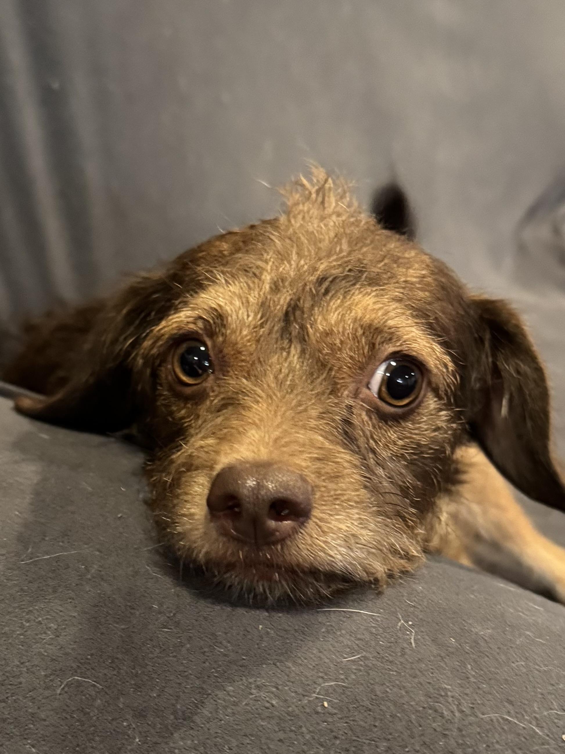 Ruby, a Adoptable Terrier image 1/2