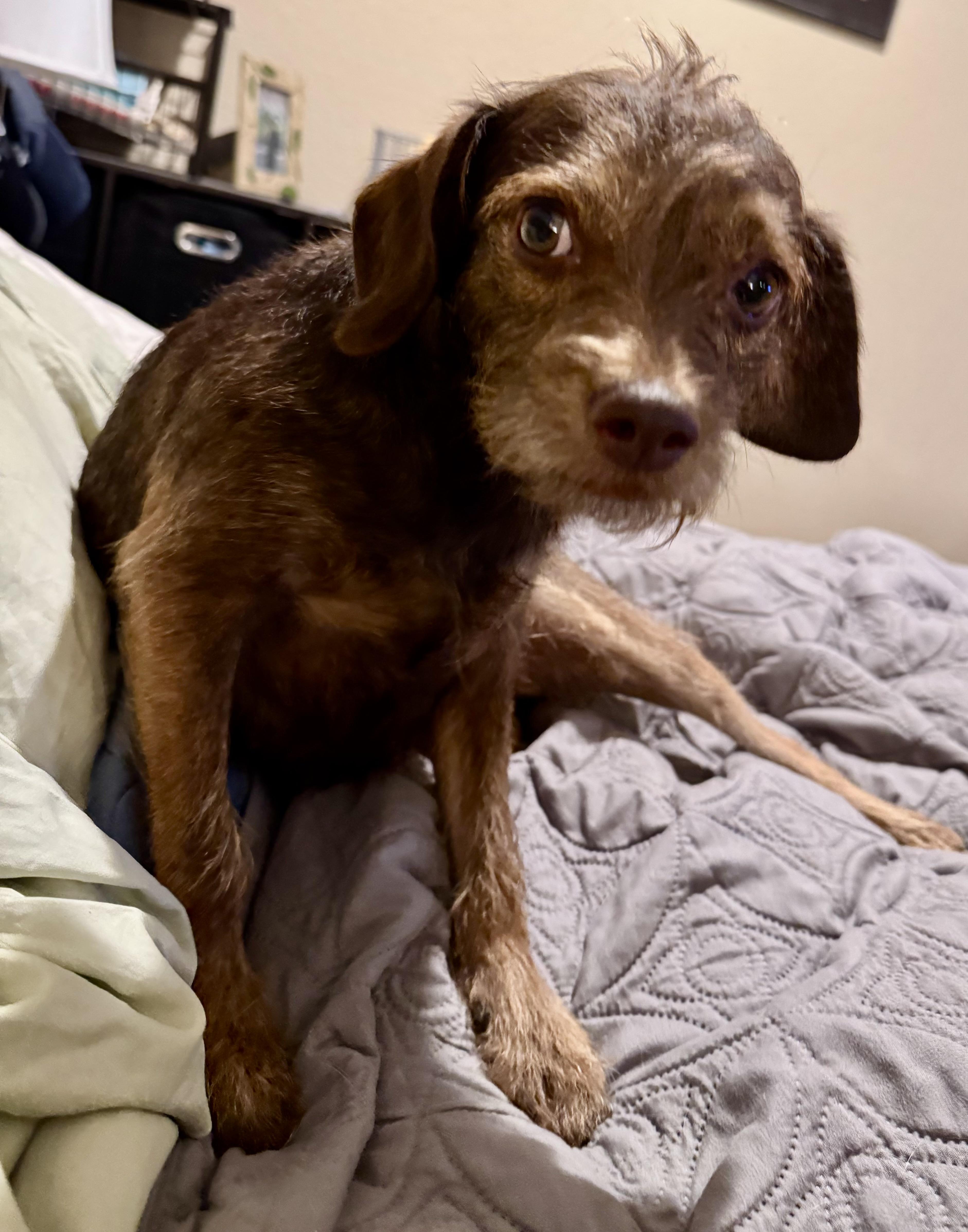 Ruby, a Adoptable Terrier image 2/2