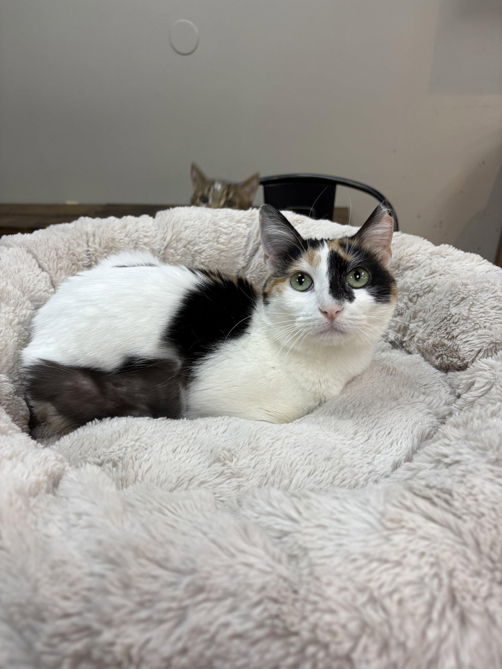 Enlarge Violet, a Adoptable Domestic Short Hair in Lake Saint Louis, MO image 1/2