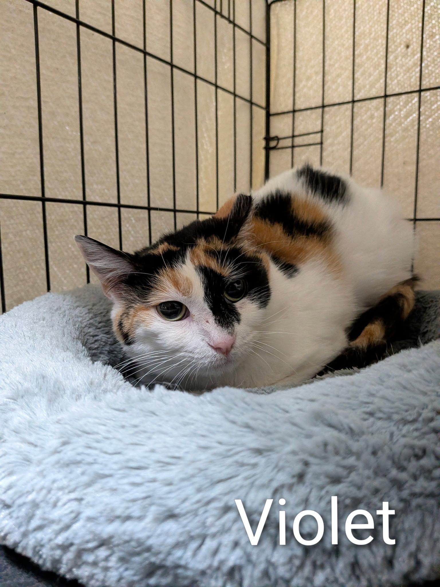 Enlarge Violet, a Adoptable Domestic Short Hair in Lake Saint Louis, MO image 1/1