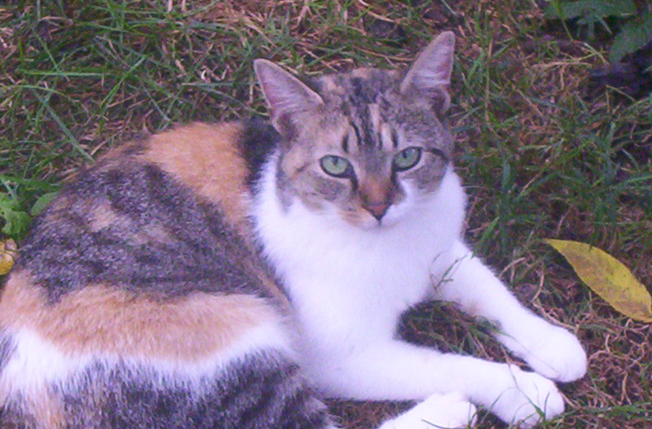 Tiny (Sweet & Petite), Adult Female unknown